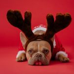 sad looking Boston Terrier wearing reindeer antlers and Santa suit lays on the ground, feeling holiday sadness